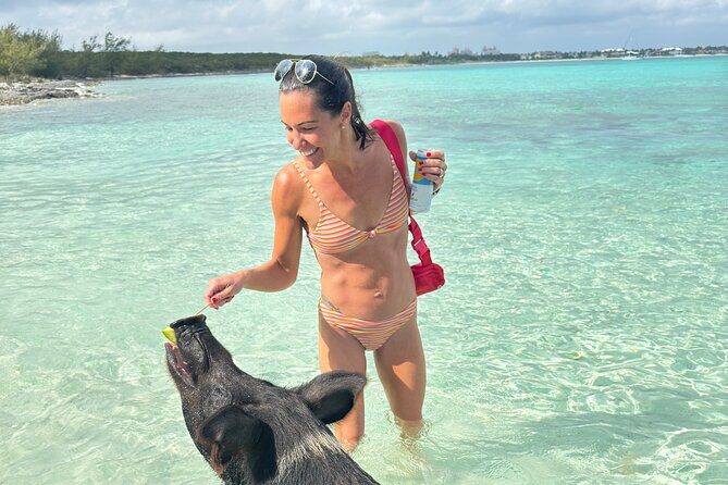 4-Island Tour Swimming Pigs, turtles, snorkeling , rose island, - Snorkeling at Rose Island Reef: What You’ll See and How to Make It Count