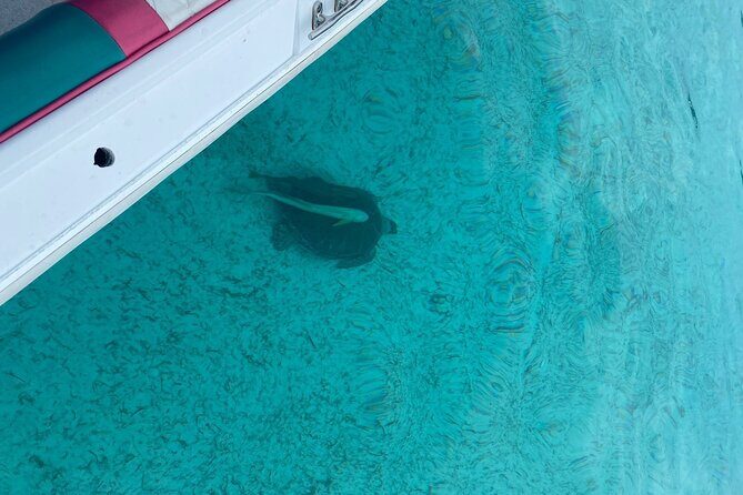 5 Hours Pigs and Turtles with Beach Stop in Bahamas - Price and What You’re Really Paying for at $275