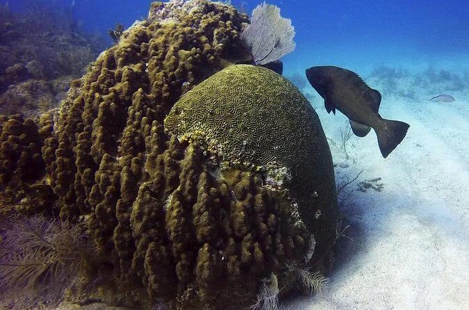 Adventures of the Lost Atlantis Bimini Road - Bottled water and fruit punch—and what you should bring anyway