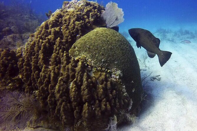 Adventures of the Lost Atlantis Bimini Road - The part on the surface: Radio Beach photo views from the water