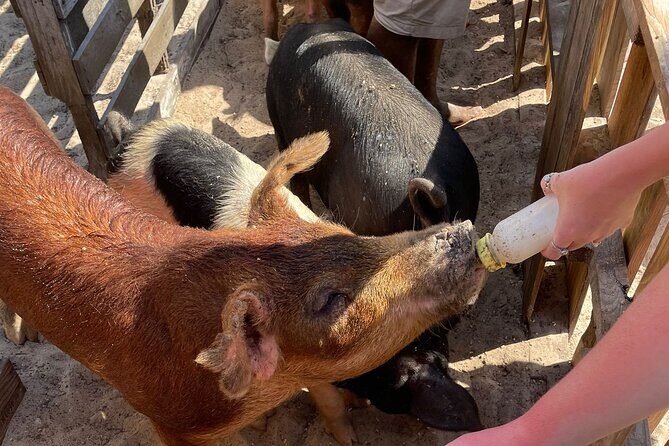 All Inclusive 4- Hours Private Charter - Turtle Cay and Rose Island: snorkel time plus swimming with pigs