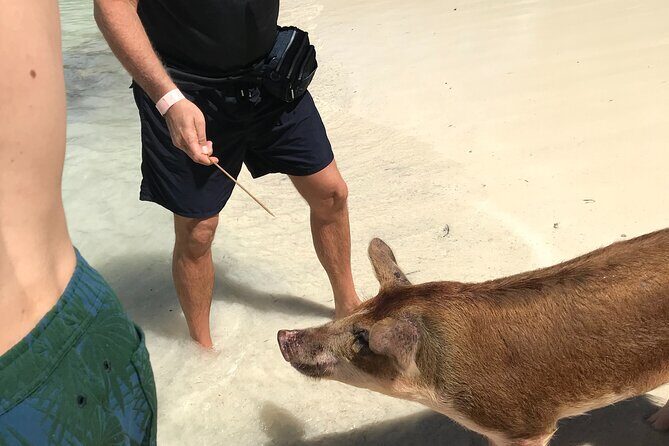 All Inclusive Swimming With The Pigs - Rose Island: the real highlight, swim with the pigs for 1 hour