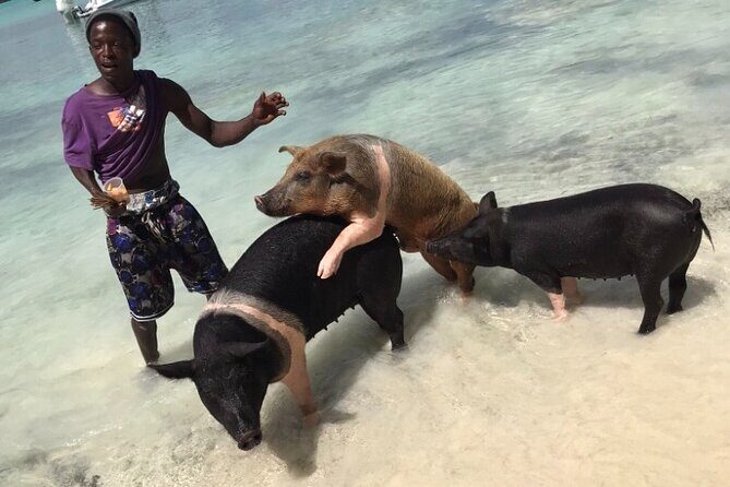 All Inclusive Swimming With The Pigs - Getting picked up at Prince George Wharf (and why it matters)