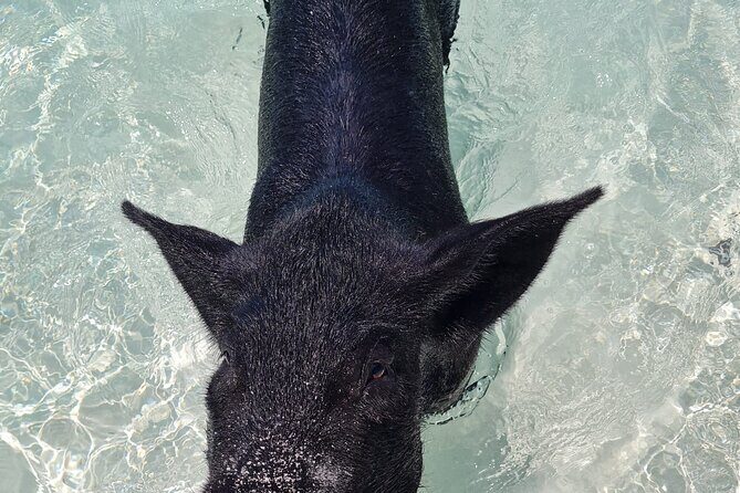 Athol Island Swimming Pigs Half-Day Boat Tour with Lunch - Price and value: what $350 buys you