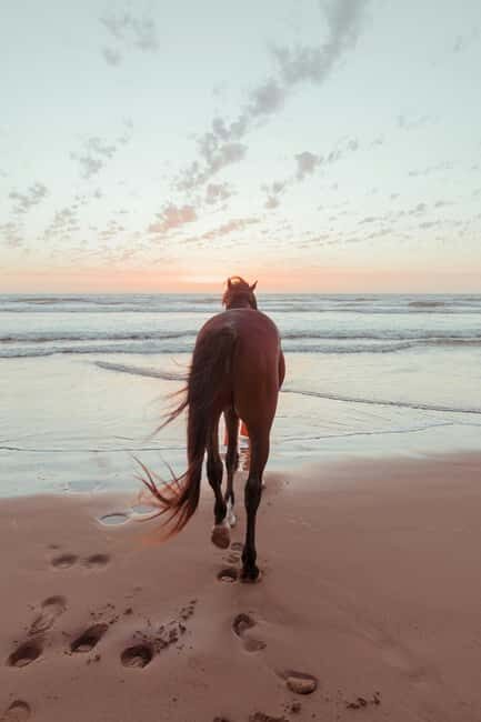 Bahamas: Nassau Horseback Riding on Beaches & Trails - The Two-Beach Route and the Peaceful Sea-Walk Moment