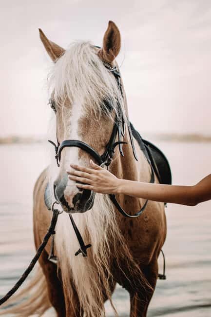 Bahamas: Nassau Horseback Riding on Beaches & Trails - From the Nassau Ranch to the First Private Beach