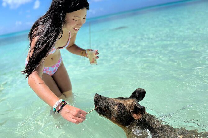 Bahamas Swimming Pigs Experience on Rose Island - What the Experience Feels Like on the Ground