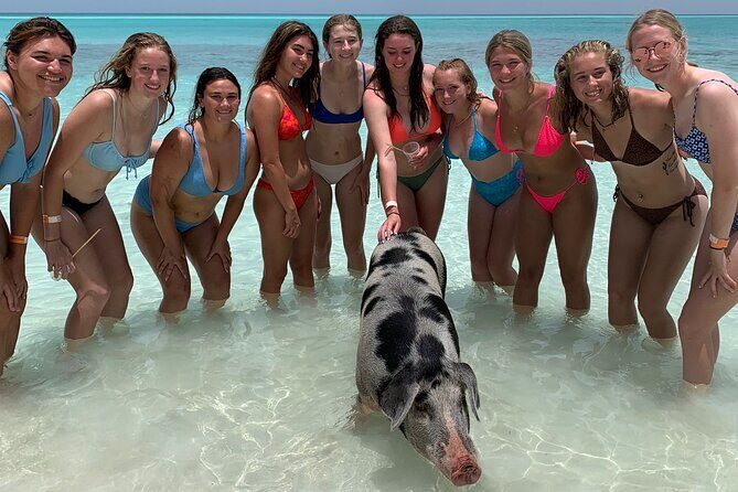 Bahamas Swimming Pigs Experience on Rose Island - How Long You’ll Actually Be There (and Why 4 Hours Changes Everything)