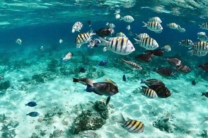 Catamaran Snorkel & Beach Day with Turtles - Nassau Harbour Tour: A Quick Orientation With Real-World Views