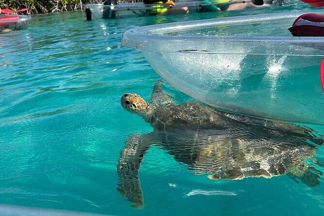 Clear Kayak Tour - The 9:30 am timing: how the 4–5 hours typically feel