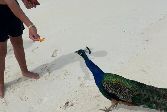 Exotic half day private charters to Rose Island, Pigs and Turtles - Why a Half-Day Rose Island Charter Works So Well