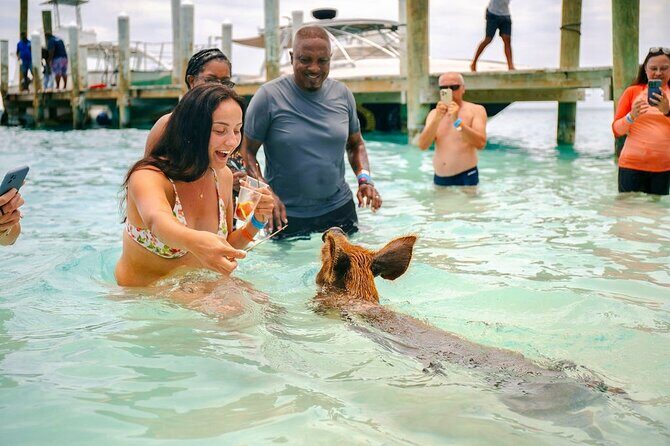 Fast Track Swimming Pigs Encounter - Key Things I’d Focus on Before You Go