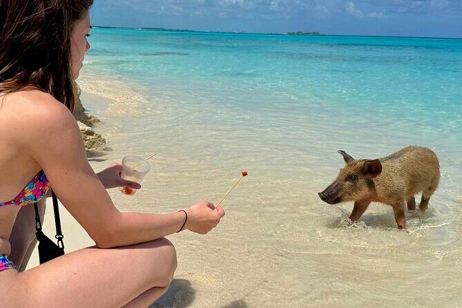 Fast Track Swimming Pigs Encounter - A Rose Island Trip Built for Short Days in the Bahamas