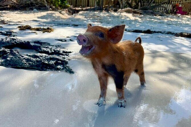 Fast Track Swimming Pigs Encounter - The Pace: Why It Works for a 3-Hour Plan (and When It Might Run Longer)