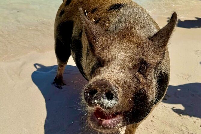 Fast Track Swimming Pigs Encounter - Group Size and Meeting Point Reality