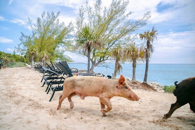 Fast Track Swimming Pigs Encounter - What’s Included for $69 (and What You Should Budget Separately)