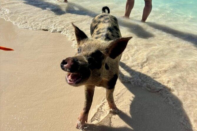 Fast Track Swimming Pigs Encounter - How to Prepare: Make the Water and Beach Feel Better