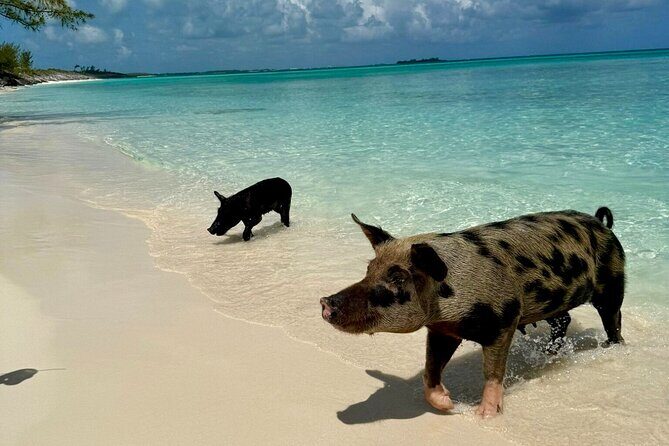 Fast Track Swimming Pigs Encounter - Rose Island Pig Time: Swim, Pet, and Paddle vs. What It Can Really Feel Like