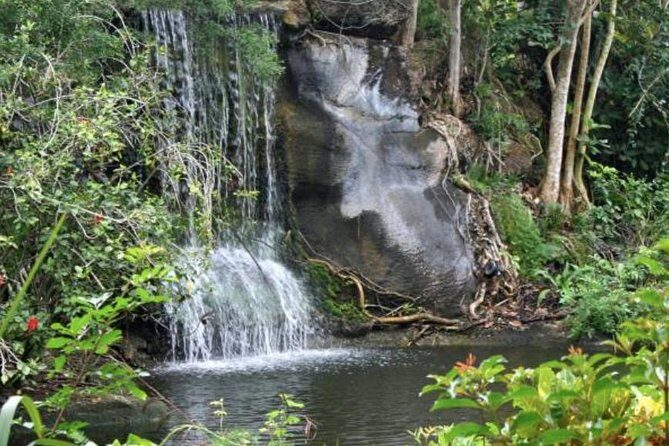 Freeport Shore Excursion: Garden of the Groves and City Tour - Key highlights to know before you go