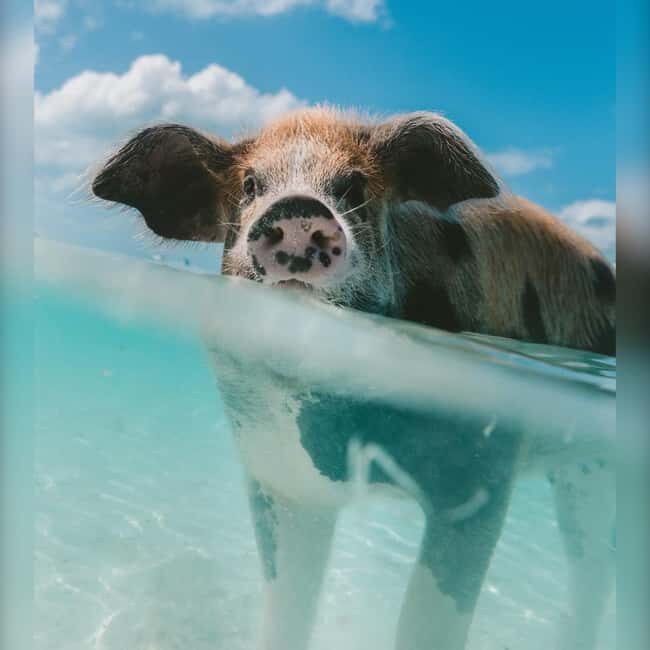 From Nassau: Swim with Pigs Safari - From Woodes Rogers Walk to Pig Beach fast