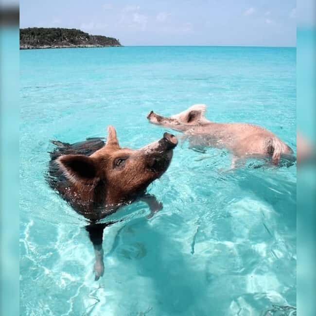 From Nassau: Swim with Pigs Safari - Atlantis Tunnel: a scenic warm-up (and quick photos)
