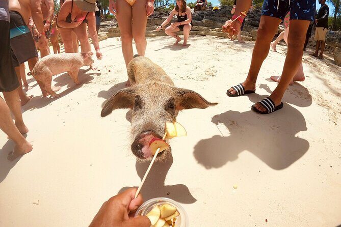 Full-Day Luxury Private Rose Island Pigs and Turtles Excursion - Price and what you’re really paying for (up to 8 people)