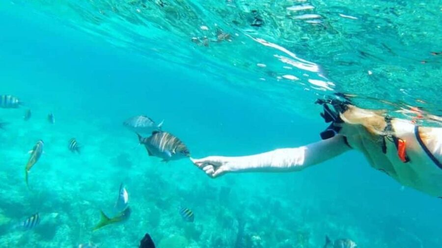 Full Day Sail and Snorkel with Turtles - Coral Reef Snorkeling from the Catamaran: What You’ll Really Be Doing