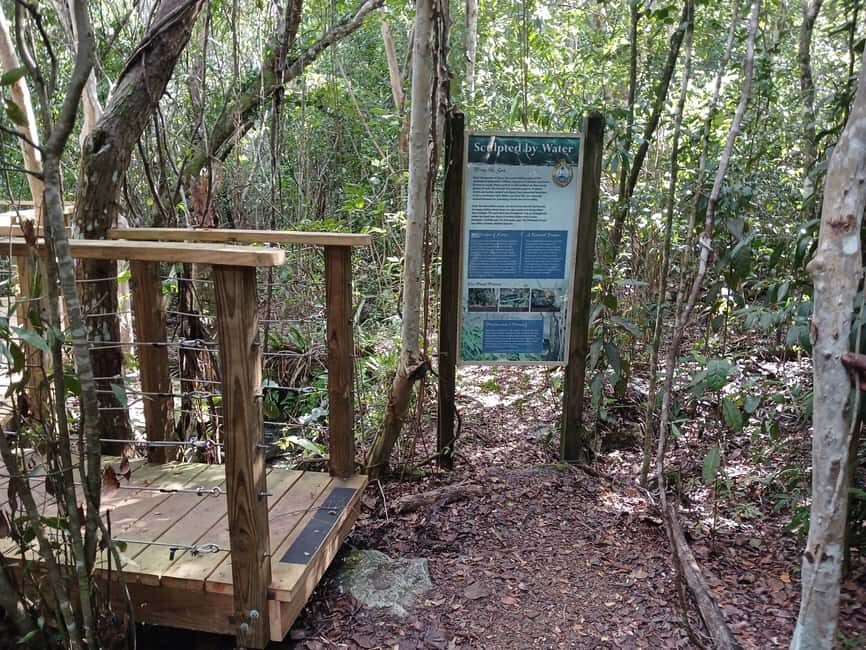 Guided Primeval Nature Walk Tour - Primeval Forest National Park: sinkholes, plants, and wildlife sightings