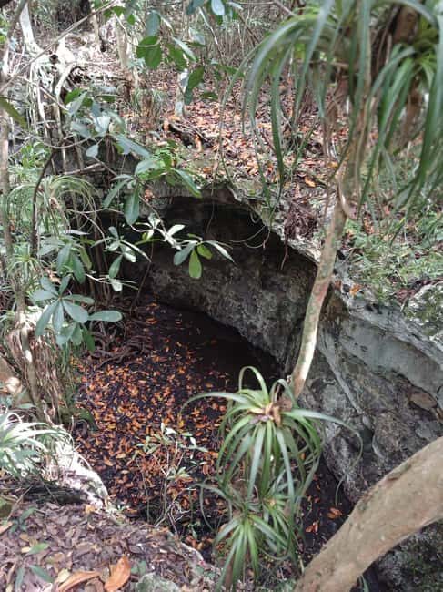 Guided Primeval Nature Walk Tour - Clifton Heritage Site: the Oldest Slave Village stop (what you’ll get)