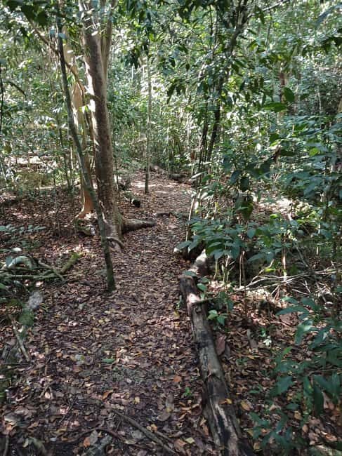 Guided Primeval Nature Walk Tour - Who this tour suits best (and who should skip it)