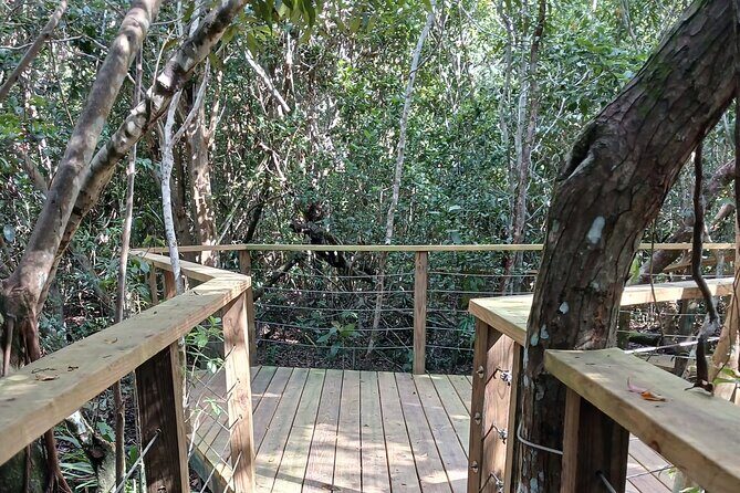 Guided Primeval Nature Walk Tour in Primeval Forest National Park - Stop 1: Caves of New Providence to kick off the day