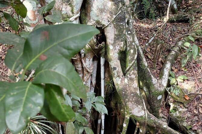 Guided Primeval Nature Walk Tour in Primeval Forest National Park - Stop 2: Primeval Forest National Park guided walking on the trails