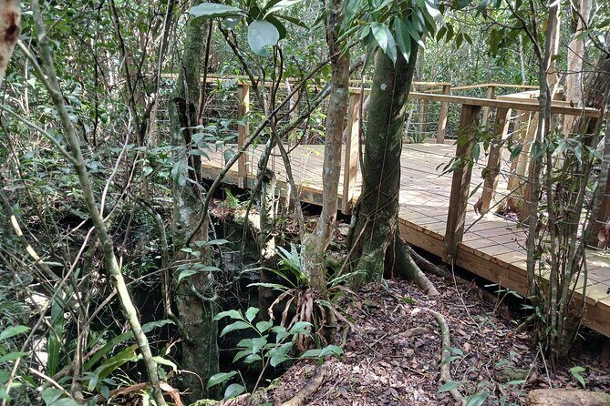 Guided Primeval Nature Walk Tour in Primeval Forest National Park - Stop 5: Arawak Cay Local Fish Fry conch show close-out