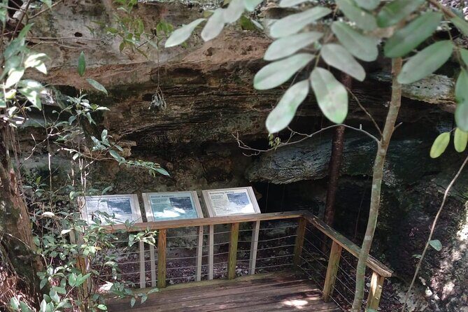 Guided Primeval Nature Walk Tour in Primeval Forest National Park - What’s included (and the one thing you’ll need to handle)