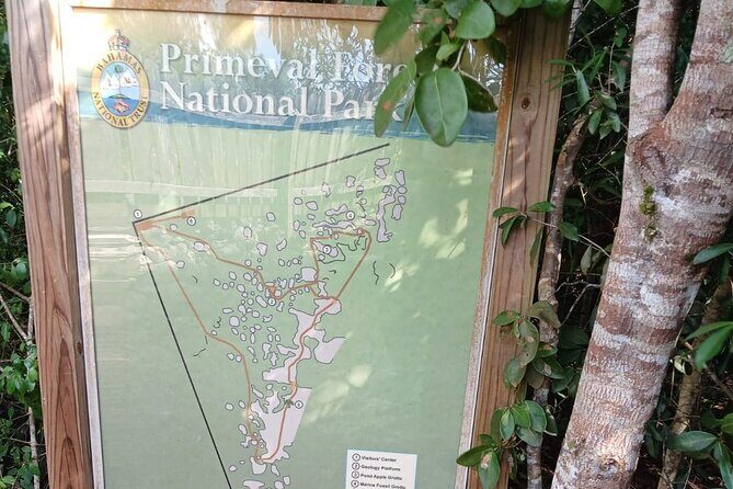 Guided Primeval Nature Walk Tour in Primeval Forest National Park - Getting there from Bay Street: timing, pickup, and ride comfort