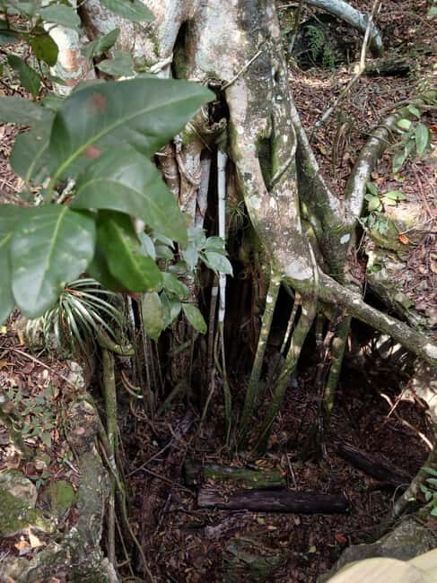 Guided Primeval Nature Walk Tour - Cave Point: quick cave views and limestone scenery