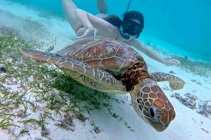 Half-Day at Green Cay Bahamas Snorkeling with Turtles - Nassau’s 30-Minute Gilligan Stop: Quick Nostalgia Without the Stress
