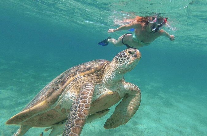 Half-Day at Green Cay Bahamas Snorkeling with Turtles - Price and Value for Up to 10 People From Nassau