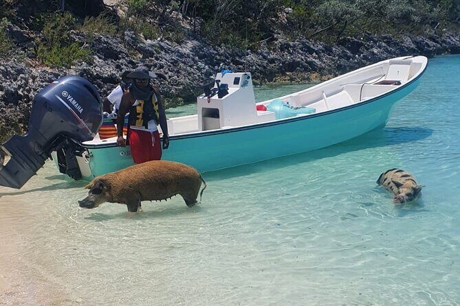 HALF DAY Swiming Pigs and Sharks Tour (Nassau to Exuma by Plane) - Nassau to Exuma: Why This Tour Works When You’re Short on Time