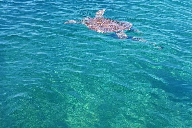 Honor Roll Private Bahamas Boat Charter - Green Cay Turtle Feeding: A Short Stop With Big Moments