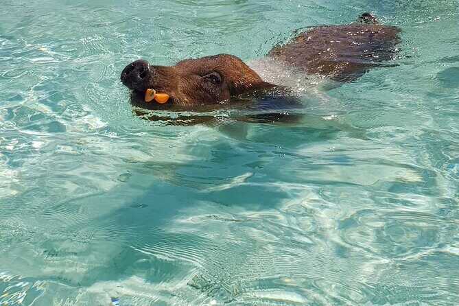 Honor Roll Private Bahamas Boat Charter - Back to Rose Island Beach Time: Games and Unlimited Drinks