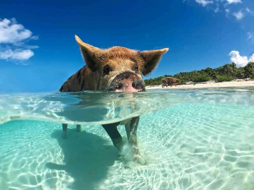Nassau: 3-Island Snorkel Tour with Pigs, Beach Club, & Lunch - Nassau 3-Island Snorkel Tour: how this day flows