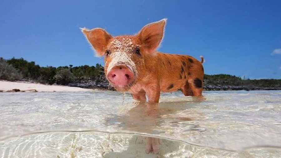 Nassau: 3-Island Snorkel Tour with Pigs, Beach Club, & Lunch - Snorkeling gear, life vests, and the comfort factor