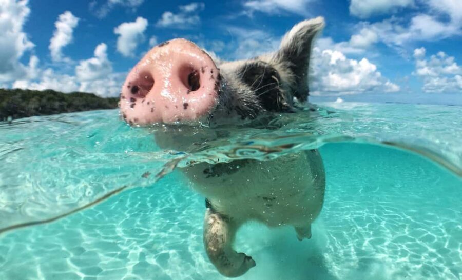 Nassau: 3-Island Snorkel Tour with Pigs, Beach Club, & Lunch - Getting started at Senor Frogs (and the backup pick-up spots)