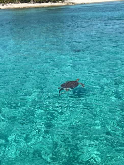 Nassau: 3 Islands Boat w/ Swimming Pigs, Snorkeling & Turtle - Nassau to South Andros: Why This 3-Island Speedboat Day Works
