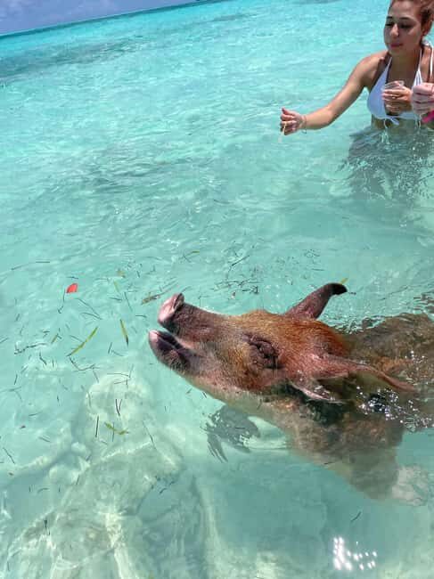 Nassau: 3 Islands Boat w/ Swimming Pigs, Snorkeling & Turtle - Rose Island swimming pigs: the main event (with real rules)