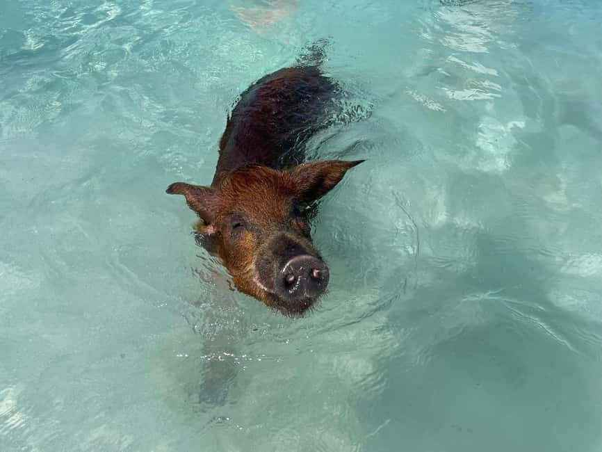 Nassau: 3 Islands Boat w/ Swimming Pigs, Snorkeling & Turtle - Boat rides, guides, and the vibe on Delfincharters