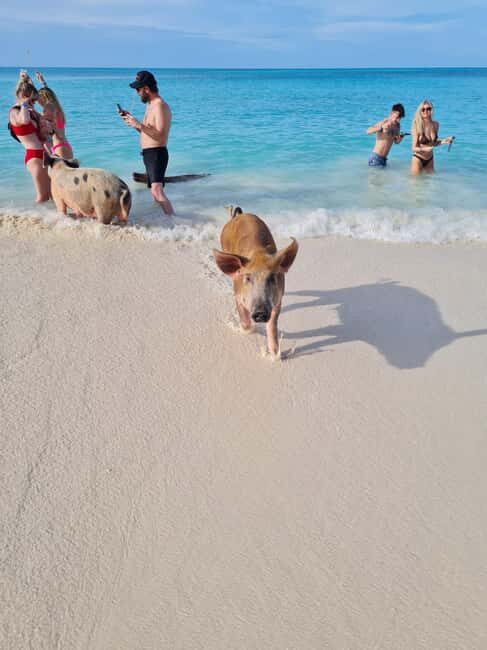 Nassau ATV & Swimming Pigs Tour - The New Duff and Rum Cake Factory: Where the Tour Tastes Like the Bahamas