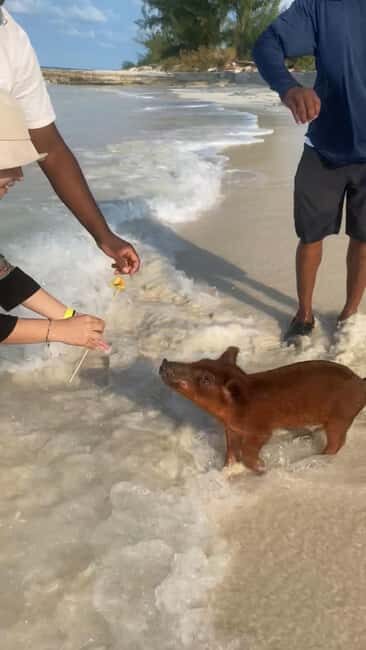 Nassau Bahamas: Jetcar Excursion to Pig Island Tour $450 - Meeting at Antiki Floating Bar: what to find, and how to not waste time