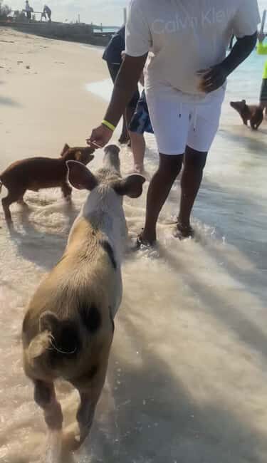Nassau Bahamas: Jetcar Excursion to Pig Island Tour $450 - Quick FAQ
